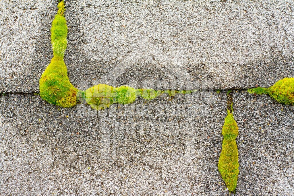 Growth of moss and mold