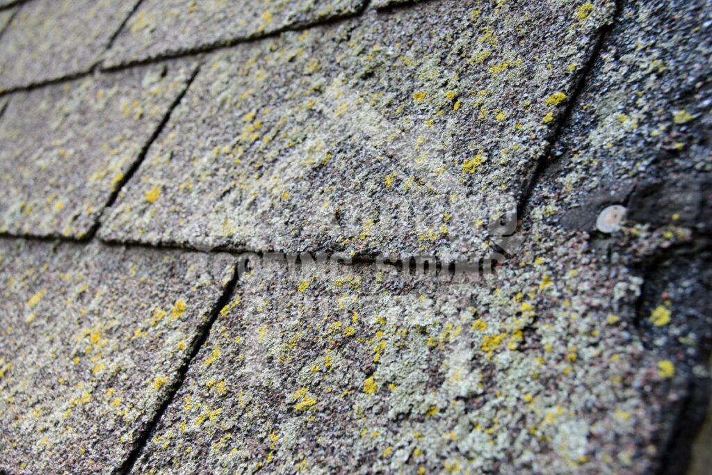 Algae on roof